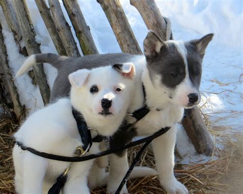 Sled Dog Puppies Dogsledding In Kemi Finland Christine Zenino Flickr