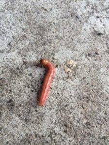 Coccidia are not worms, but are small organisms known as 'protozoans'. Pink Caterpillar with Brown Head - All About Worms