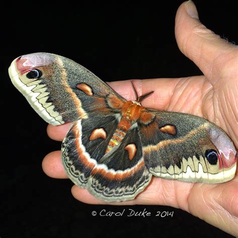 Beauties Of The Night ~ Cecropia Moth