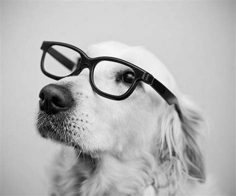 Portrait Of Dogs And Cats With Glasses