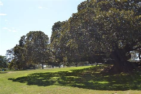 Visit Centennial Parklands Trees Shrubs And Plants Port Jackson