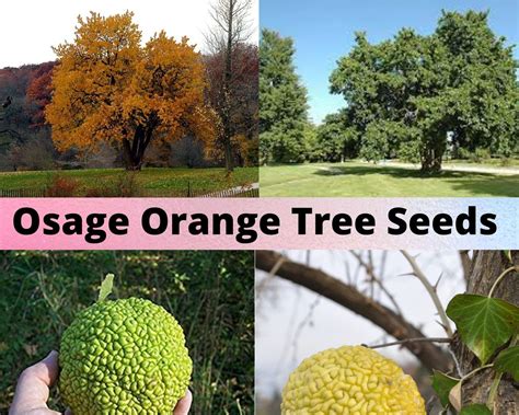 Osage Orange Tree Seeds