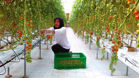 The Future Of Agriculture In Indonesia Hidroponik And Smart Greenhouse