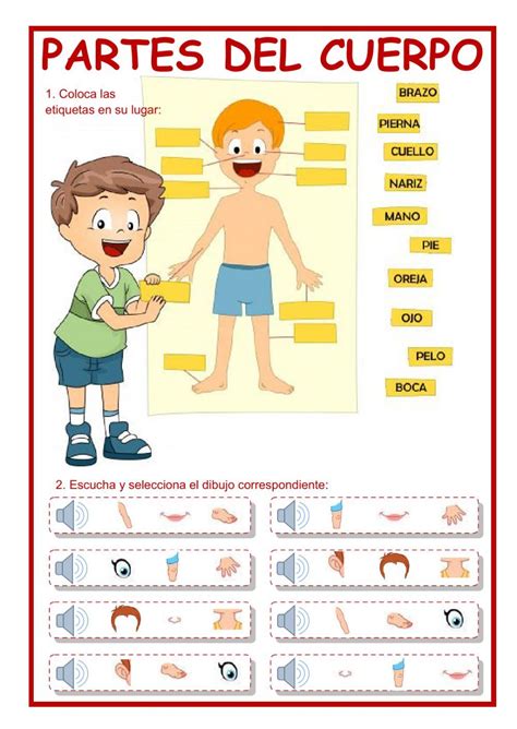 Las Partes Del Cuerpo Ficha Interactiva Y Descargable Comprueba Tus