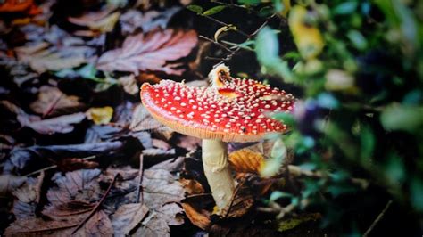 Red Mushroom In Closeup Photography Picture Image 109919504