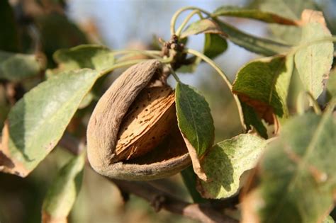 What You Need To Know About Growing Almonds