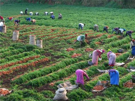 Countries that have plantation agriculture usually. Carrot Farming (Organic) Information Guide | Agri Farming
