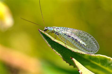 Of pesticides or chemicals to kill or control pests. Insect Assassins: Using Biological Pest Control