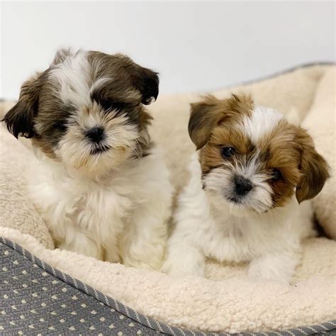 Cute Shih Tzu Puppy Shih Tzu Puppy Puppies Cute Puppies