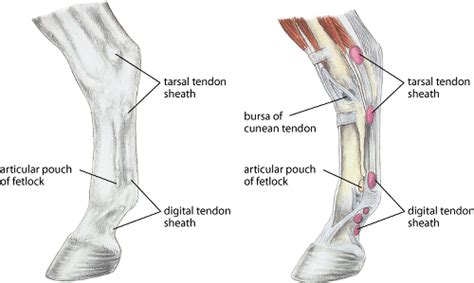 Tarsal and digital tendon sheaths of the deep digital flexor tendon