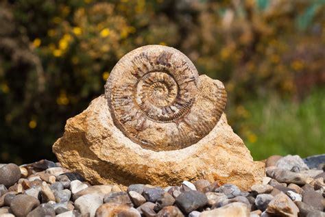 Uk Fossil Collecting Where To Find Fossils And What To Find Uk