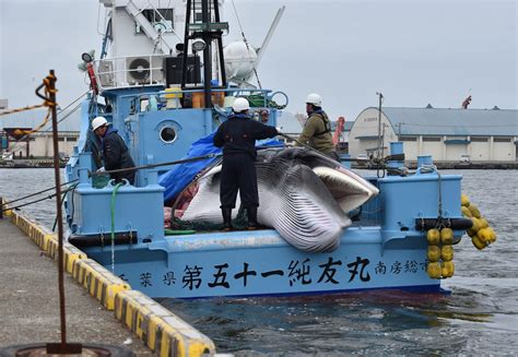 Whaling In Japan Japan Resumes Commercial Whaling After More Than 30