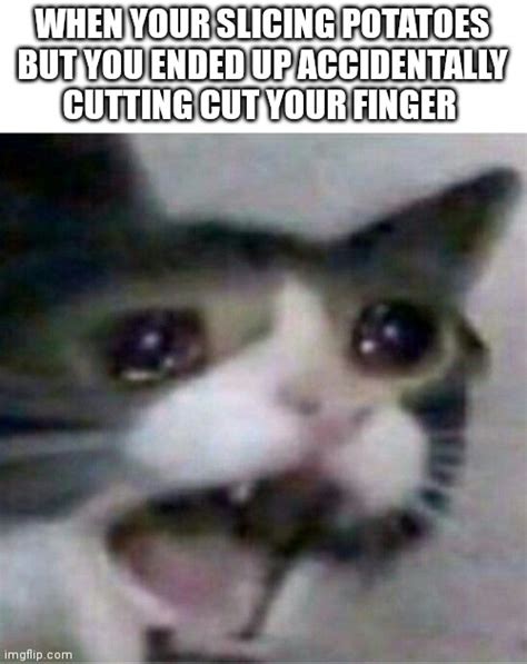 Crying Cat Imgflip