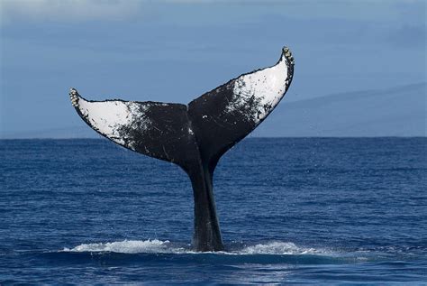 Humpback Whale Tail Lob Maui Hawaii Photograph By Flip Nicklin