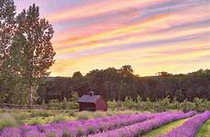 lavender jersey farms orchard different