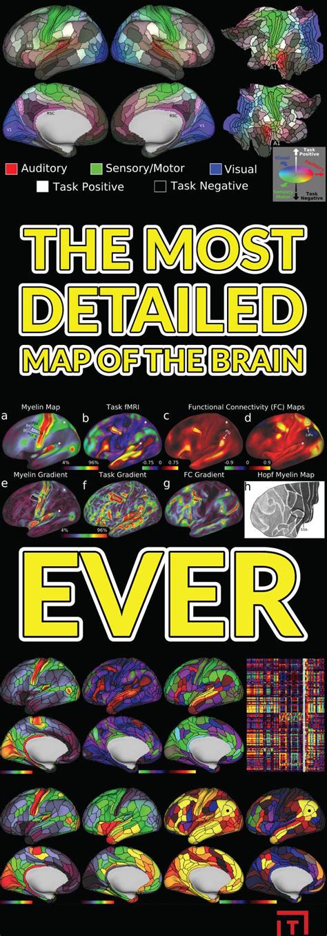 This Is The Most Detailed Map Of The Human Brain Ever Brain Mapping