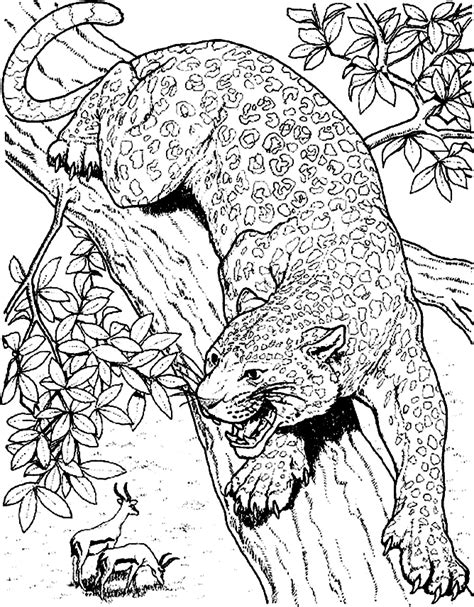 Cheetah Coloring Pages For Adults