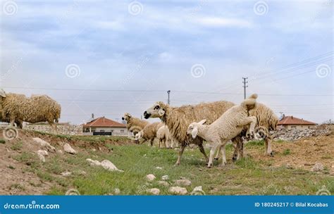 Sheep With Playing Young Lamb On A Green Grass Meadow In Konya Turkey