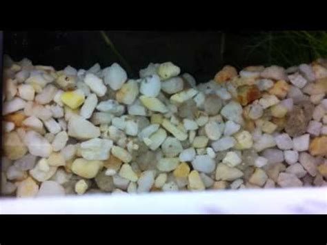 Zebrafish may be common, but they are anything but boring! Danio Eggs hatching - YouTube