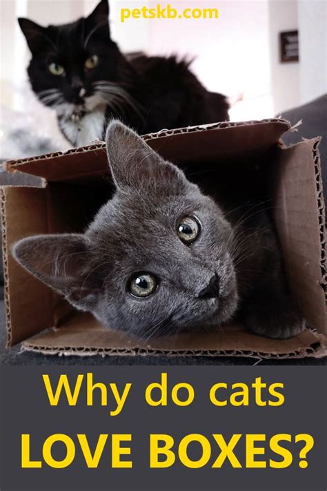 Why Do Cats Like Boxes Pet Care Cats Kitten Care Cat Care