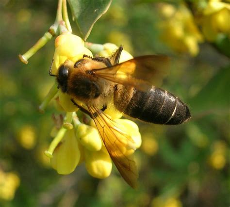 Apis Dorsata Laboriosa The Himalayan Honey Bee Largest Honey Bee On