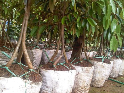 Kamu bisa menemukan penjual bibit durian musang king dari seluruh indonesia yang terdekat dari lokasi & wilayah kamu sekarang. Jual Pohon Durian Merah: Jual Pohon Durian Montong, Pohon ...