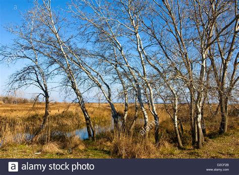 Marsh Sceneries Wood High Resolution Stock Photography And Images Alamy