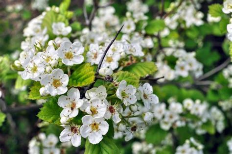 Hawthorn Trees Lovetoknow