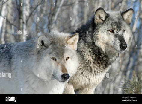 Wolf Pack Alpha Female Hi Res Stock Photography And Images Alamy
