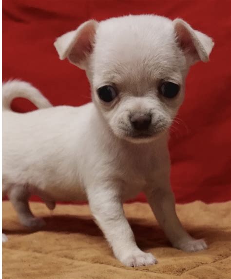 Available Puppies Rillito Chihuahuas Chihuahua Love Puppies Chihuahua