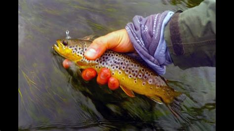 Brown Trout Fishing In Ireland Fly Fishing Brown Trout River Suir