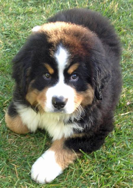 Bruno The Bernese Mountain Dog Puppies Daily Puppy