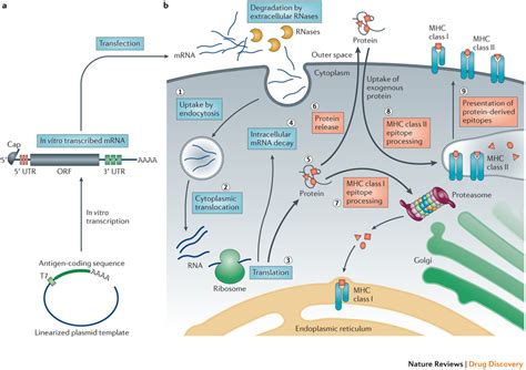 An rna vaccine or mrna (messenger rna) vaccine is a new type of vaccine that inserts fragments of viral mrna into human cells, which are reprogrammed to produce pathogen antigens (e.g. Roche Signs $310MM Early Stage Deal with for mRNA Vaccines ...