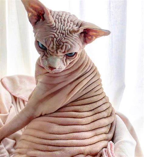 This Extra Wrinkly Evil Looking Cat Is Actually Very Lovely Pics Scary Cat Cute Hairless