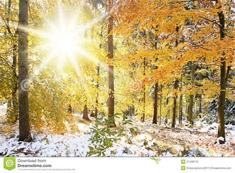 Sunny Winter Forest Scene Royalty Free Stock Photo Image