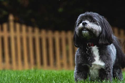Shih Tzu Dog Breeds Facts Advice And Pictures Mypetzilla Uk