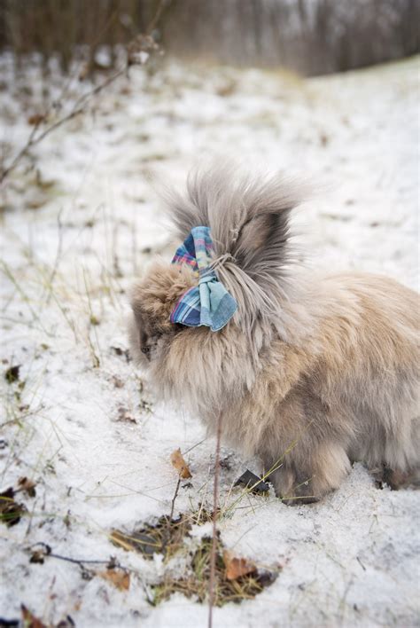 Bunny Has Lots Of Fur To Keep Her Warm In The Snow — The Daily Bunny