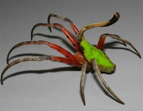 Scorpion Tailed Spider From Malaysia Weird Insects Spider Cool Insects