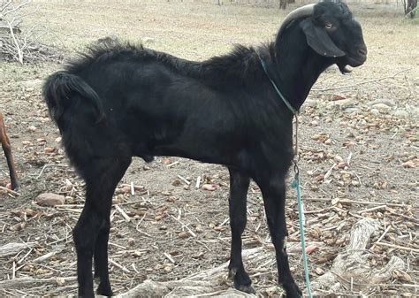 Osmanabadi Goat Osmanabad Goat उस्मानाबाड़ी बकरी उस्मानाबाद बकरी