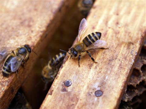 Diy pest control carpenter bees. Carpenter Bees Archives - Boz Pest Control
