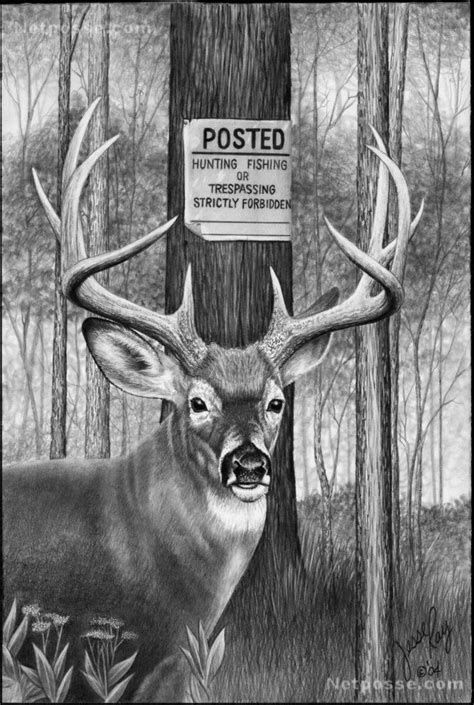 Our childhood love for the deer cartoon movie bambi will forever determine our love of everything to do with deer: Whitetail Deer Pencil Drawings Click for bigger photo ...