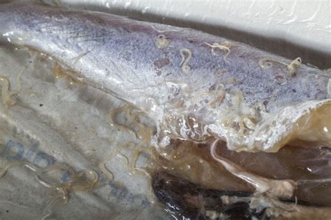 'Sushi parasites' have increased 283-fold in past 40 years ...