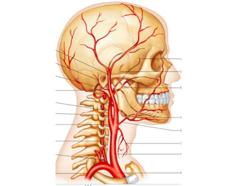 There are seven segments according to bouthillier classification: arteries supplying right side of neck and head - PurposeGames