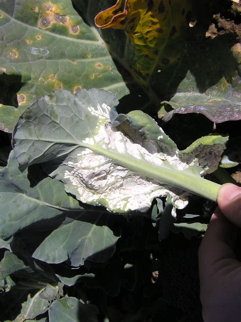 White Blister Disease In Vegetable Brassica Crops Agriculture And Food