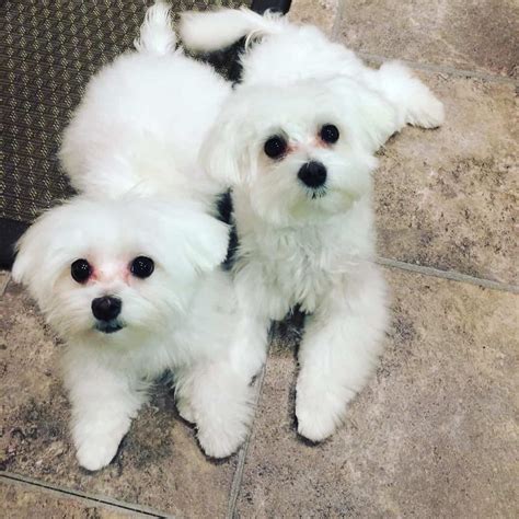 We have 4 stunning mini maltese puppies available in 2 weeks time. Cute Maltese puppies for adoption - Petclassifieds.com