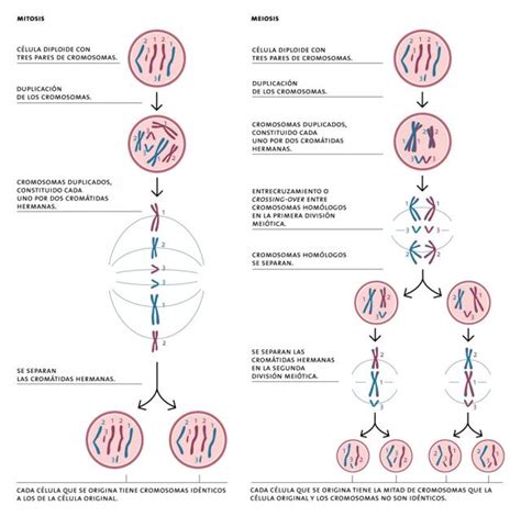Biología Interactiva Esquema Comparativo Entre Mitosis Y Meiosis