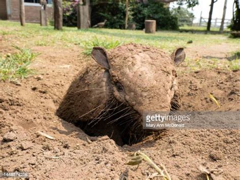 Armadillo Digging Photos And Premium High Res Pictures Getty Images
