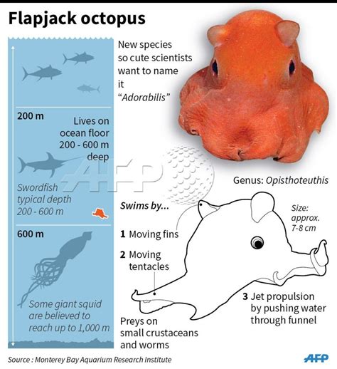 Dumbfounding Flapjack Octopus Facts You Need To Know Octonation