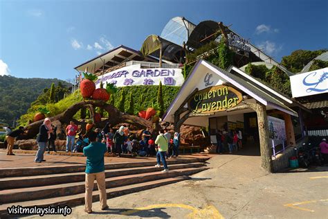 Cameron highlands is one of the only places in malaysia that grows strawberries all the cacti collection displayed at cactus valley and cactus point come in all shapes and sizes, so you can choose the right gift for yourself or a friend. Gardens