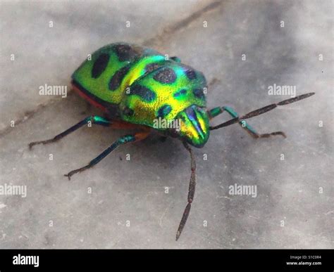 Iridescent Beetle Hi Res Stock Photography And Images Alamy